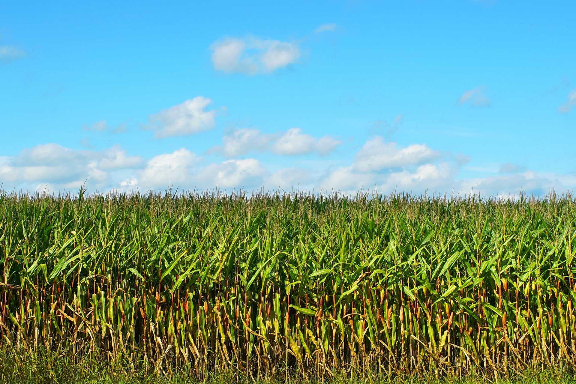 Maize field
