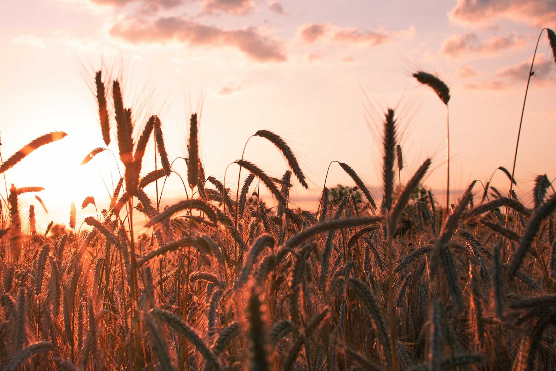 Corn field at sunset