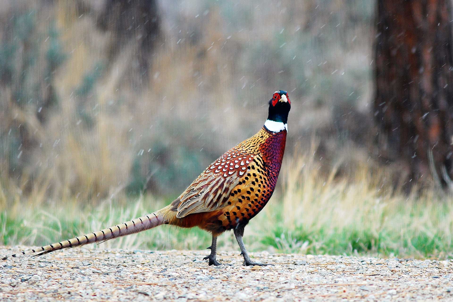 Poultry and game food