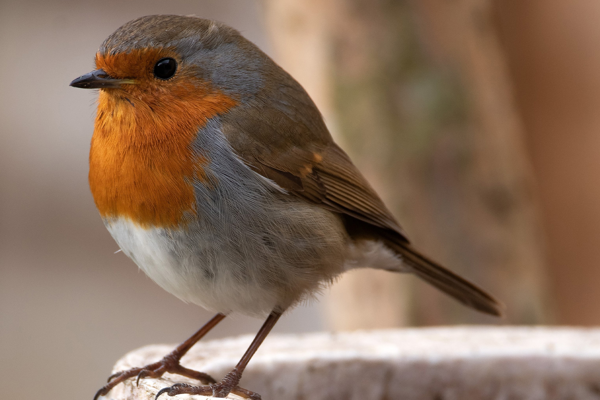 Wild Bird Food Ingredients