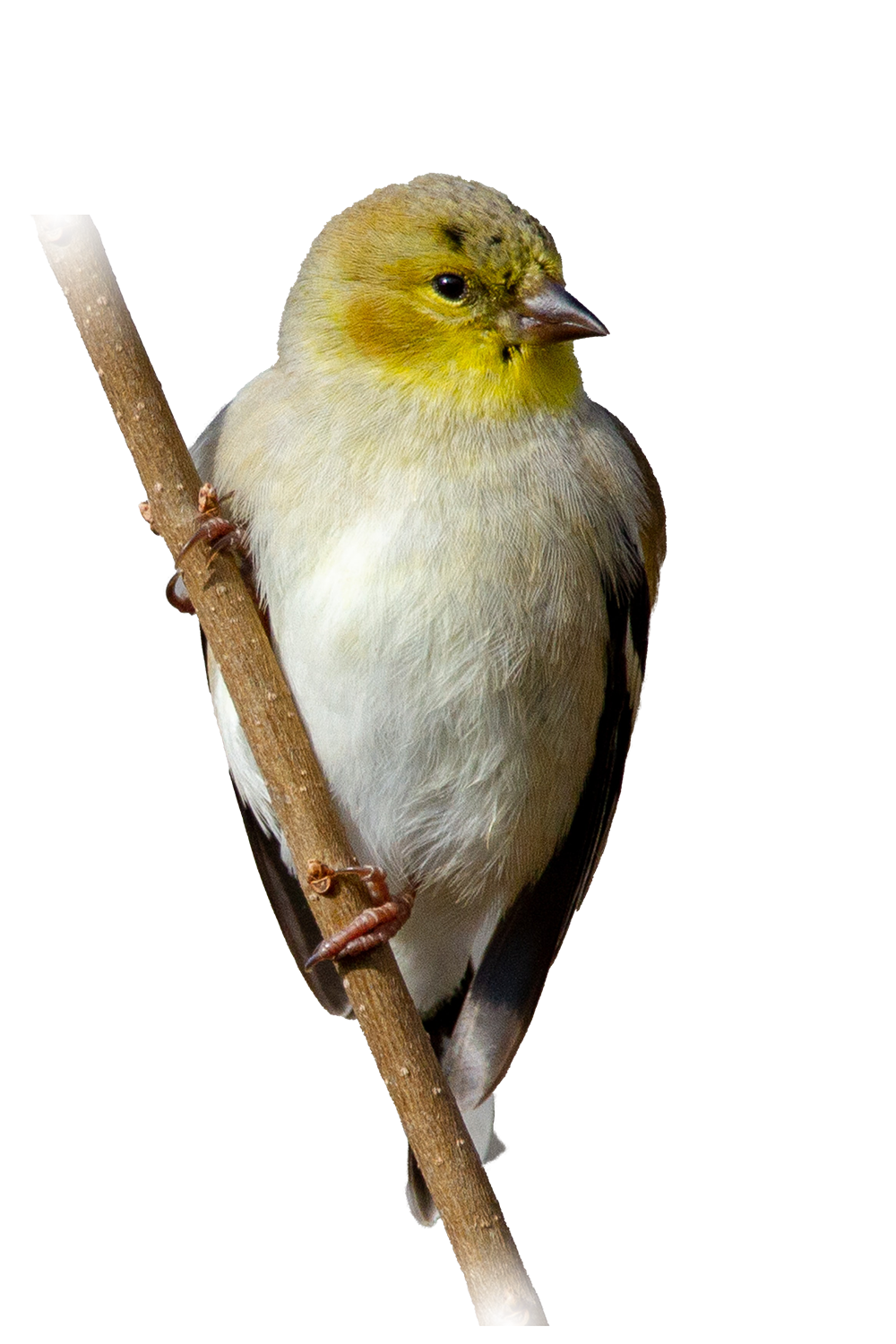 Goldfinch