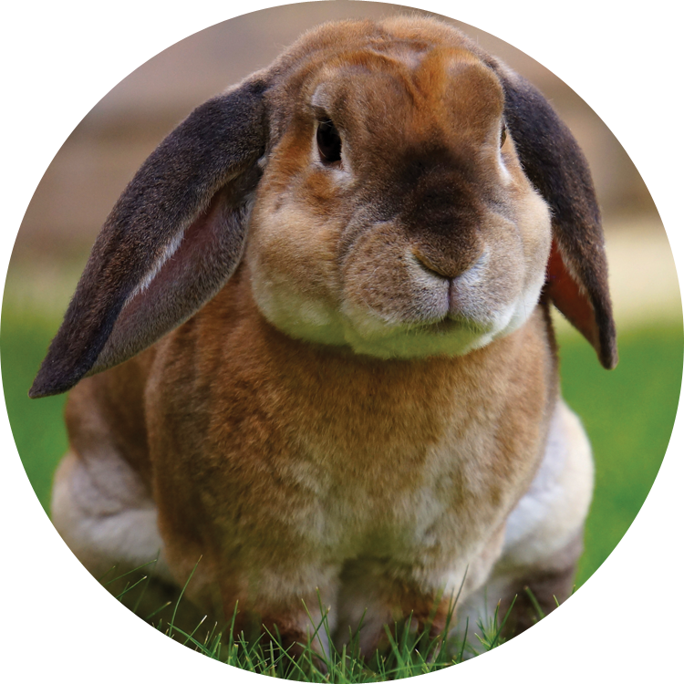 Ingredients for pet food and pet pharmaceutical products