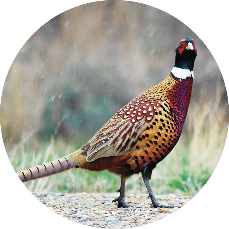 Poultry and game food