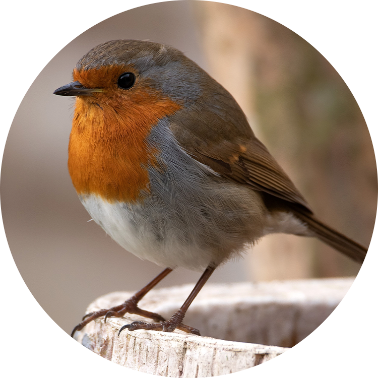 Wild bird food ingredients